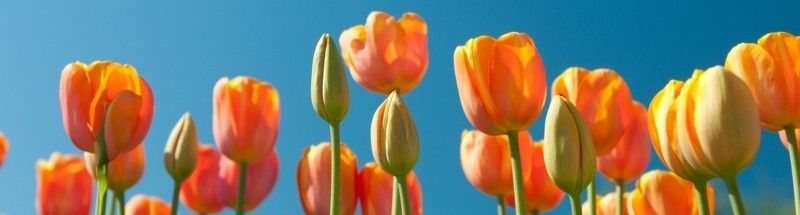 Consejos para disfrutar de la Primavera